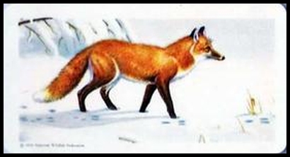 12 Red Fox